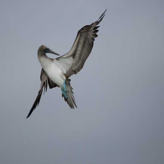 Blue-footed Booby_1562