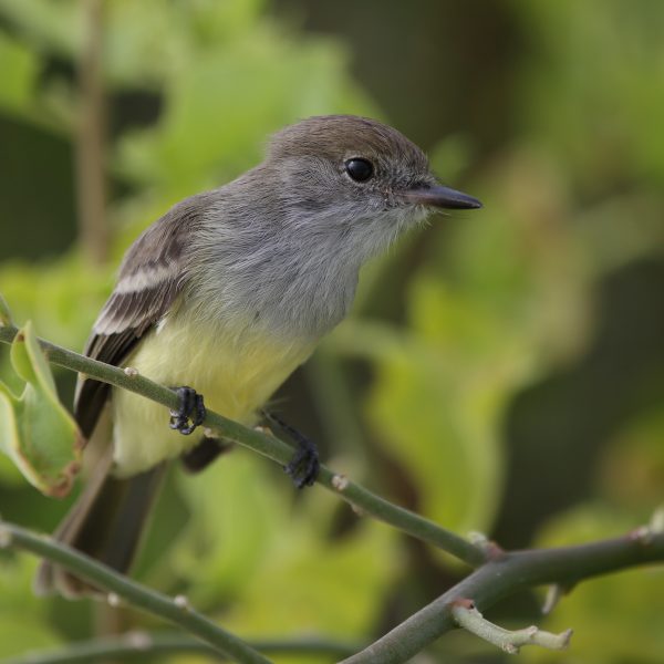 Galapagos Flycatcher_2225