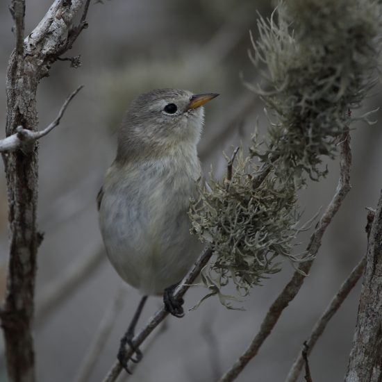 Grey Warbler Finch_1184