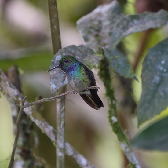 Purple-chested Hummingbird_7503