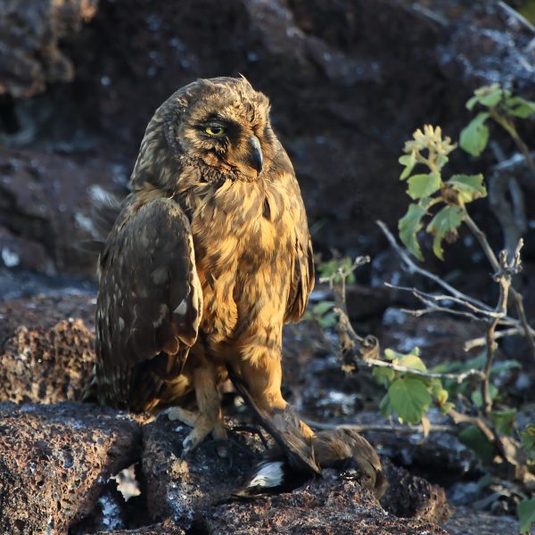 Short-eared Owl_5802